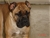 Aristotele - Triola Cane Corso